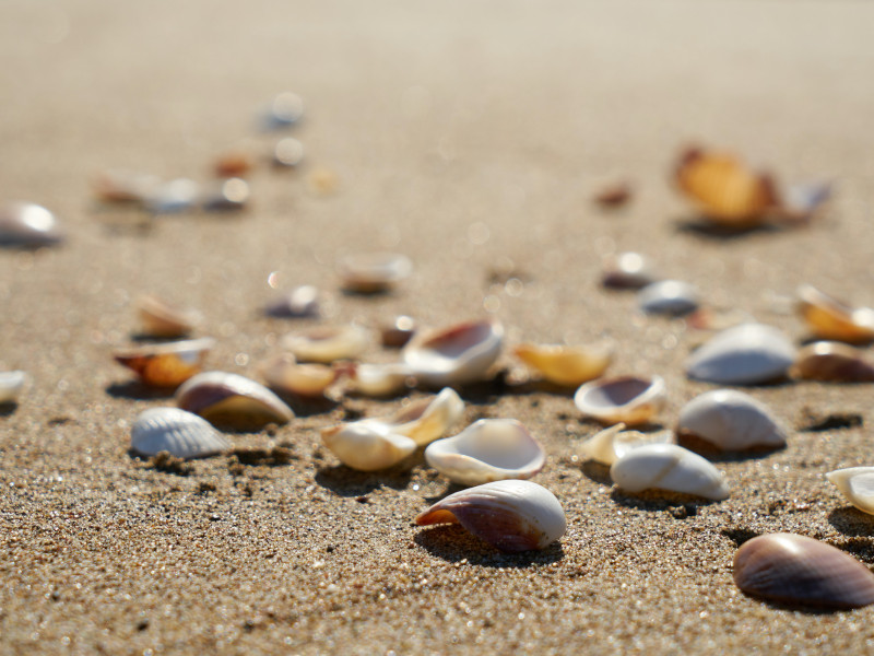 shell collecting